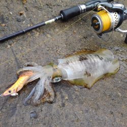 越前海岸エギングシーズン開幕！